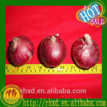 Cebolla roja de Shandong Precio del exportador de cebolla en China